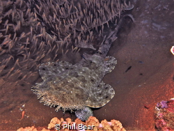 While diving in Raja Ampat, I had hoped to spot a wobbego... by Phil Bear 